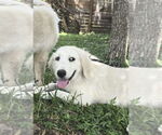 Small #8 Great Pyrenees
