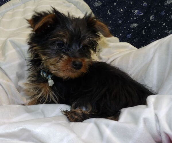 Medium Photo #34 Yorkshire Terrier Puppy For Sale in PATERSON, NJ, USA