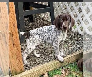 German Shorthaired Pointer Puppy for sale in ALBANY, OR, USA
