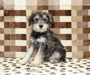 Schnauzer (Miniature) Puppy for sale in DENVER, PA, USA