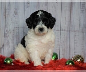Poodle (Miniature)-Sheepadoodle Mix Puppy for sale in FREDERICKSBG, OH, USA