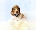 Small #7 Dachshund