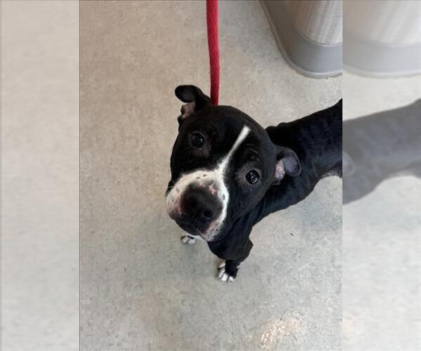 Medium Photo #1 Mutt Puppy For Sale in Saginaw, MI, USA