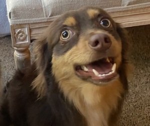 Father of the Miniature Australian Shepherd puppies born on 03/10/2025