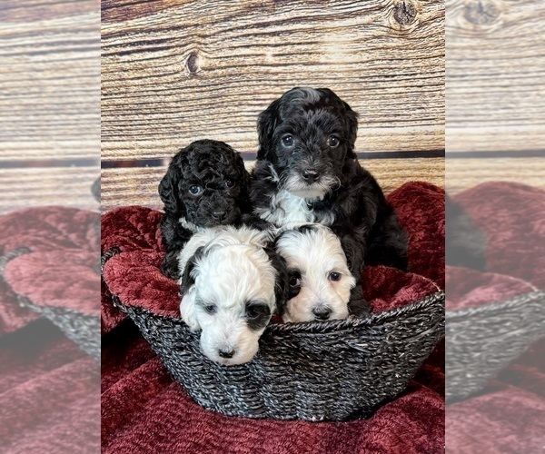 Medium Photo #14 Goldendoodle (Miniature) Puppy For Sale in HALTOM CITY, TX, USA