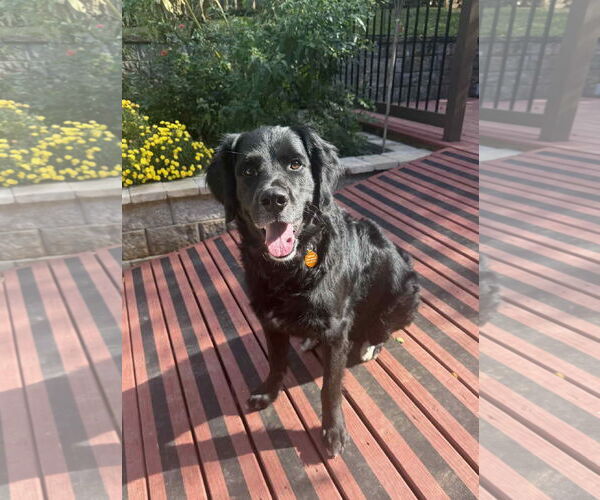 Medium Photo #2 Bernese Mountain Dog-Retriever  Mix Puppy For Sale in Arlington, VA, USA