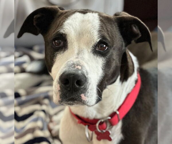 Medium Photo #1 American Bulldog-Labrador Retriever Mix Puppy For Sale in Canton, CT, USA