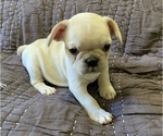 Small Photo #9 French Bulldog Puppy For Sale in ATL, GA, USA