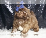 Small #5 Shih Tzu