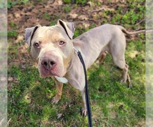 Mutt Dogs for adoption in Minneapolis, MN, USA