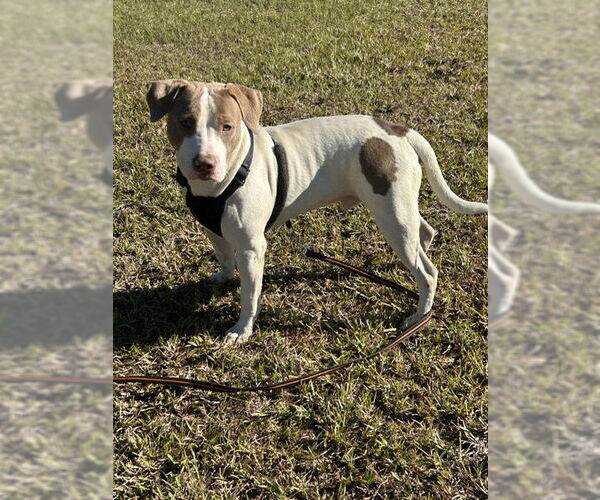 Medium Photo #2 Bulldog-Unknown Mix Puppy For Sale in Tarrytown, GA, USA