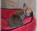 Small Photo #1 French Bulldog Puppy For Sale in PALMYRA, VA, USA