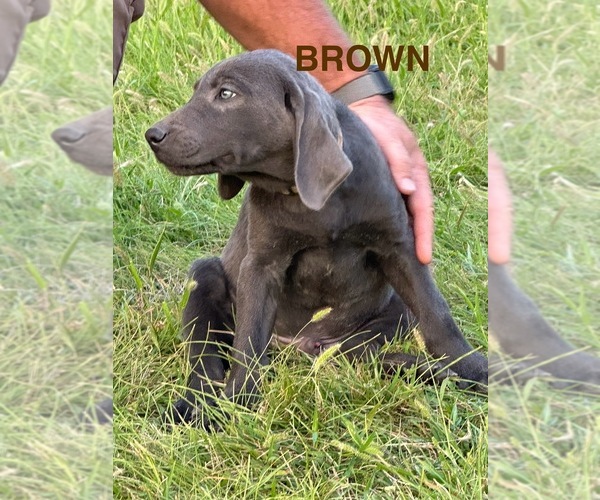 Medium Photo #4 Labrador Retriever Puppy For Sale in HAGERMAN, ID, USA