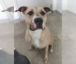 Small #2 American Pit Bull Terrier Mix