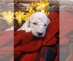 Small Photo #22 Poodle (Standard) Puppy For Sale in THOMASTON, GA, USA