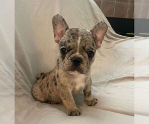 French Bulldog Puppy for sale in JOHNS ISLAND, SC, USA