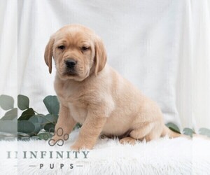 Golden Retriever-Vizsla Mix Puppy for sale in PORT TREVORTON, PA, USA