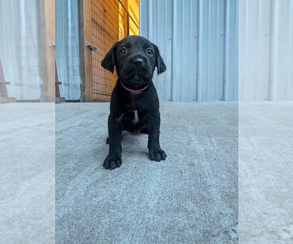 Medium Photo #5 Labrador Retriever Puppy For Sale in PIERSON STATION, IL, USA