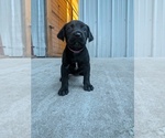Pink Collar - Female Labrador Retriever Puppy for Sale - Photo #5