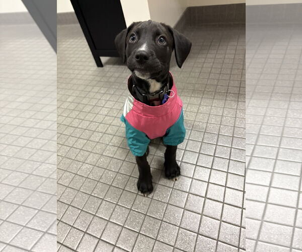 Medium Photo #6 American Pit Bull Terrier-Labrador Retriever Mix Puppy For Sale in Berkeley, CA, USA