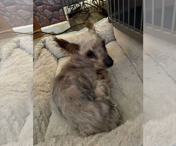 Medium Photo #1 Mutt Puppy For Sale in Middlesex, NC, USA