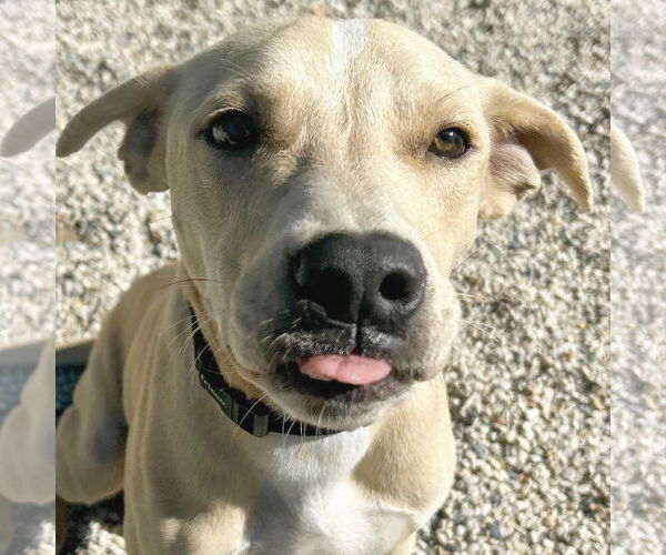 Medium Photo #1 Pointer-Unknown Mix Puppy For Sale in Jefferson, WI, USA