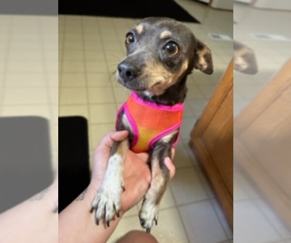 Medium Photo #11 Chihuahua Puppy For Sale in Rosenberg, TX, USA