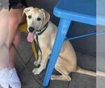 Small #15 Labrador Retriever Mix