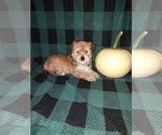 Small #5 Morkie