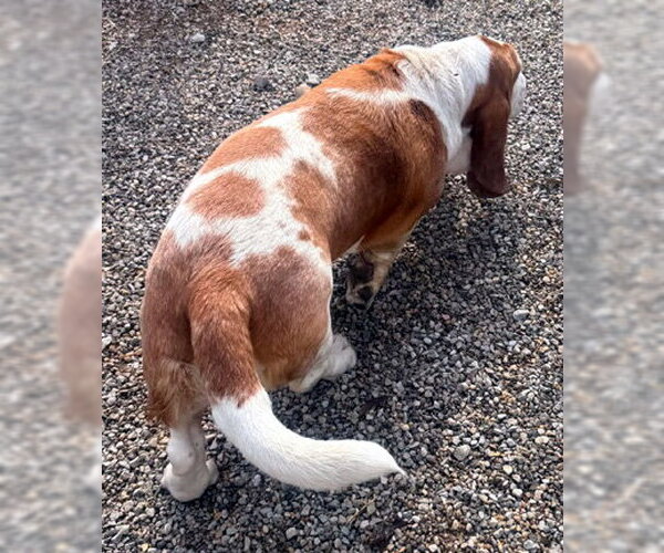 Medium Photo #3 Basset Hound Puppy For Sale in Deepwater, NJ, USA