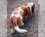 Small #2 Basset Hound