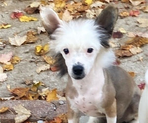 Chinese Crested Dogs for adoption in HENDERSON, KY, USA