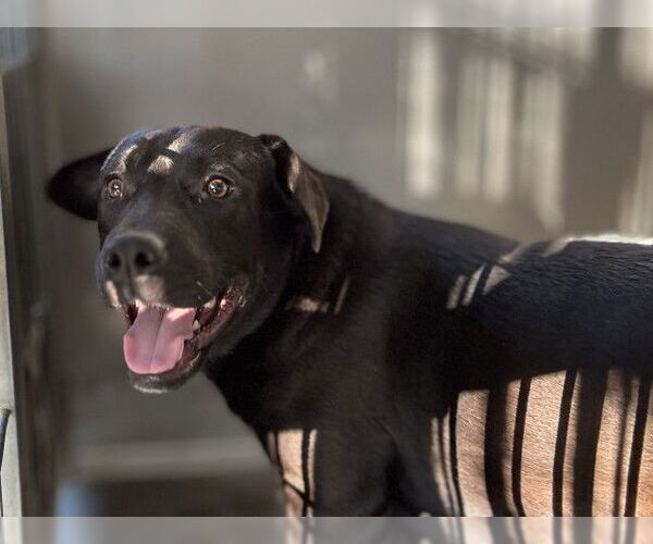 Medium Photo #1 Mutt Puppy For Sale in San Bernardino, CA, USA