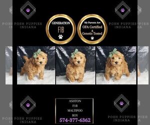 Maltipoo Puppy for sale in WARSAW, IN, USA