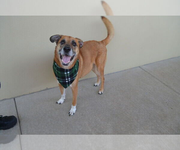 Medium Photo #2 Mutt Puppy For Sale in McKinney, TX, USA