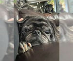 Small #3 Pug