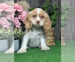 Small Cocker Spaniel