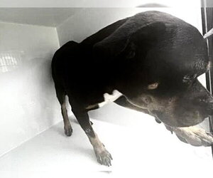 Rottweiler-Unknown Mix Dogs for adoption in Houston, TX, USA