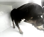 A663030 - Male Rottweiler-Unknown Mix Dog for Adoption - Small photo
