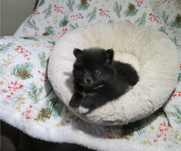 Medium Photo #2 Pomeranian Puppy For Sale in COOKEVILLE, TN, USA
