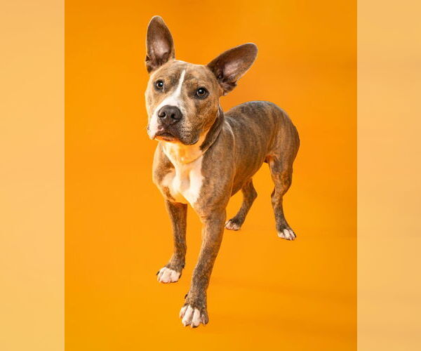 Medium Photo #7 American Pit Bull Terrier Puppy For Sale in Alexandria, VA, USA