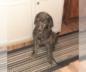 Labradoodle Puppy for sale in TYRONE, PA, USA