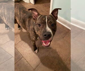 Alvin - Male Mutt Dog for Adoption - Photo #3