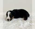 Puppy Figaro Aussiedoodle Miniature -Miniature Bernedoodle Mix