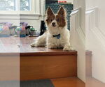 Small #13 Chi-Corgi