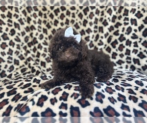 ShihPoo Puppy for sale in LAKELAND, FL, USA