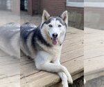 Small Siberian Husky
