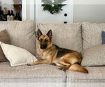 Small Photo #10 German Shepherd Dog Puppy For Sale in Dana Point, CA, USA