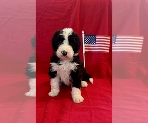 Bernedoodle Puppy for sale in CHATSWORTH, CA, USA