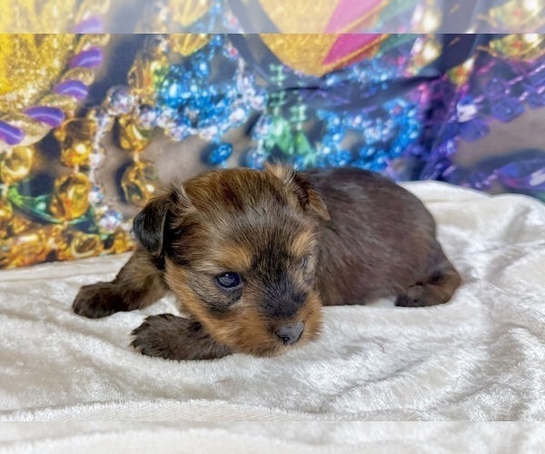 Medium Photo #9 Morkie Puppy For Sale in CASSVILLE, MO, USA